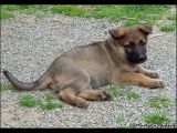 20081228205407zvěř 003