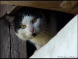 20081228205420zvěř 004