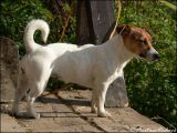20081228205438zvěř 005