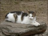 20081228205604zvěř 012