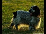 20081228205645zvěř 015
