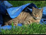 20081228205737zvěř 018