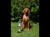 Basha Bell